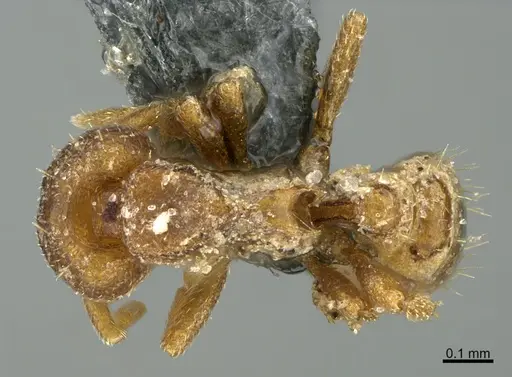 Strumigenys acheron specimen CASENT0725911 image casent0725911_1