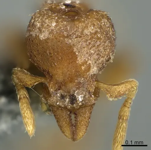 Strumigenys acheron specimen CASENT0725911 image casent0725911_2