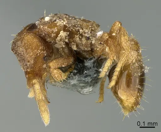 Strumigenys acheron specimen CASENT0725911 image casent0725911_3