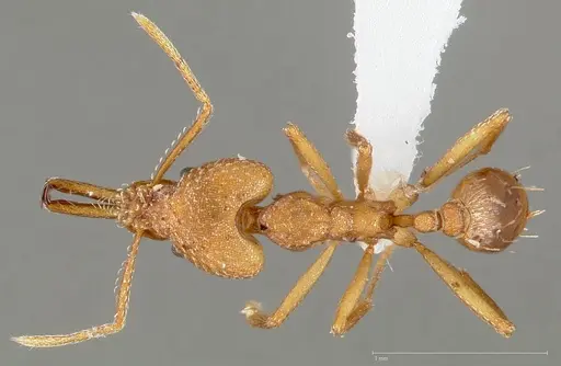 Strumigenys actis specimen CASENT0005467 image casent0005467_1