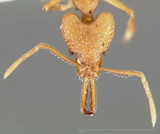 Strumigenys actis specimen CASENT0005467 image casent0005467_2