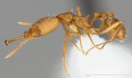 Strumigenys actis specimen CASENT0005467 image casent0005467_3