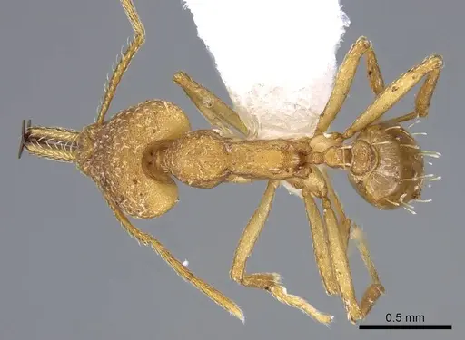 Strumigenys actis specimen CASENT0914759 image casent0914759_1
