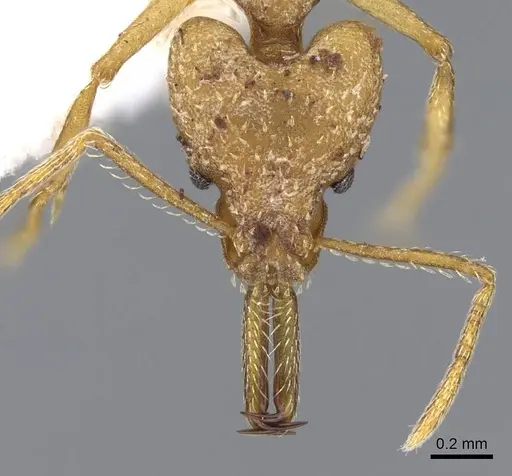 Strumigenys actis specimen CASENT0914759 image casent0914759_2