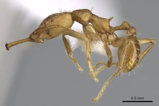 Strumigenys actis specimen CASENT0914759 image casent0914759_3