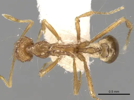 Strumigenys acubecca specimen CASENT0280708 image casent0280708_1