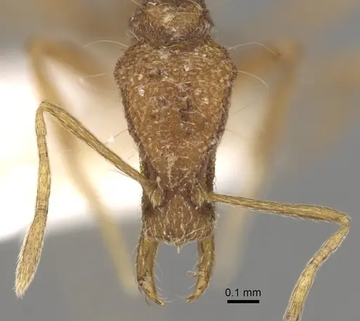 Strumigenys acubecca specimen CASENT0280708 image casent0280708_2