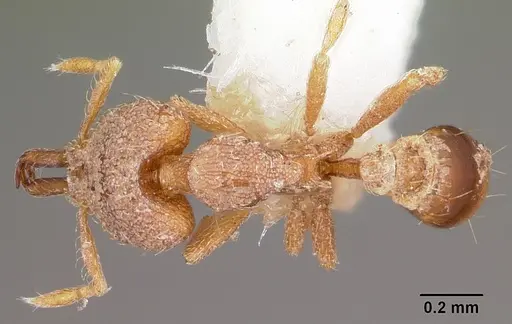 Strumigenys adiastola specimen CASENT0102627 image casent0102627_1