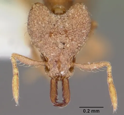 Strumigenys adiastola specimen CASENT0102627 image casent0102627_2