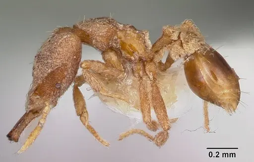 Strumigenys adiastola specimen CASENT0102627 image casent0102627_3
