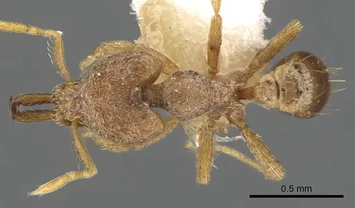 Strumigenys adiastola specimen CASENT0900888 image casent0900888_1