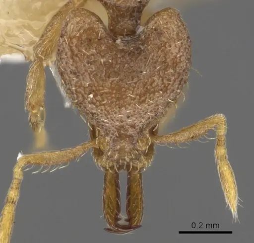 Strumigenys adiastola specimen CASENT0900888 image casent0900888_2