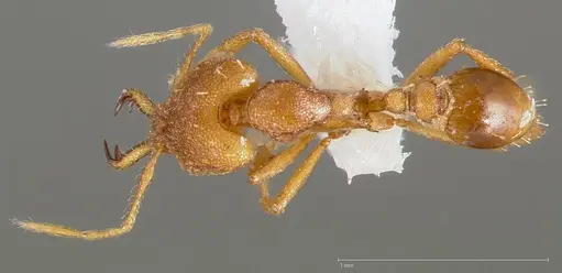 Strumigenys admixta specimen CASENT0005468 image casent0005468_1