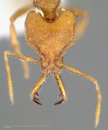 Strumigenys admixta specimen CASENT0005468 image casent0005468_2