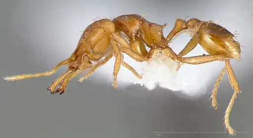 Strumigenys admixta specimen CASENT0005468 image casent0005468_3
