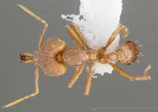 Strumigenys admixta specimen CASENT0005469 image casent0005469_1