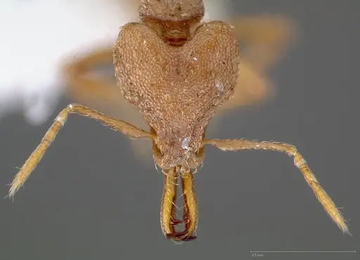 Strumigenys admixta specimen CASENT0005469 image casent0005469_2