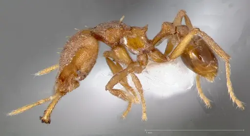 Strumigenys admixta specimen CASENT0005469 image casent0005469_3