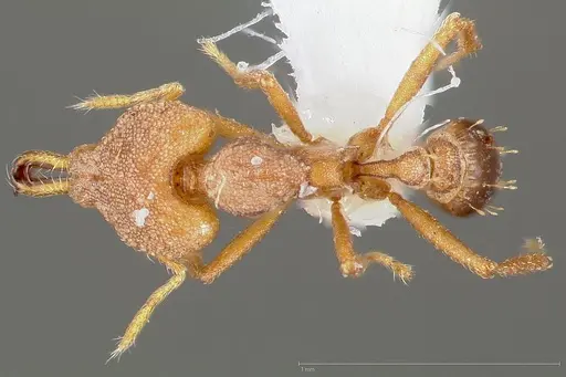 Strumigenys admixta specimen CASENT0005470 image casent0005470_1