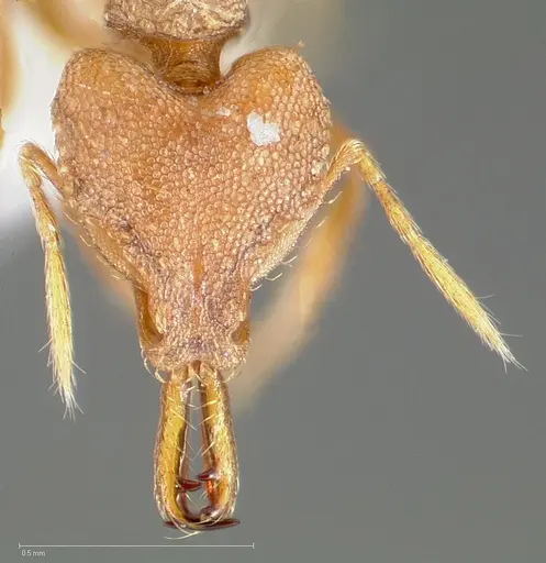 Strumigenys admixta specimen CASENT0005470 image casent0005470_2
