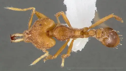 Strumigenys admixta specimen CASENT0005471 image casent0005471_1