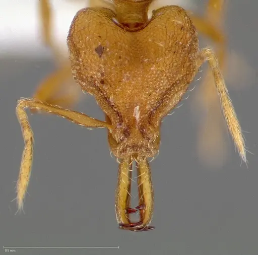 Strumigenys admixta specimen CASENT0005471 image casent0005471_2