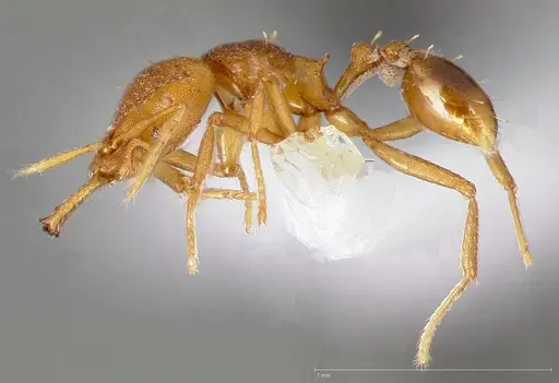 Strumigenys admixta specimen CASENT0005471 image casent0005471_3