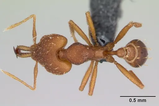 Strumigenys admixta specimen CASENT0069921 image casent0069921_1
