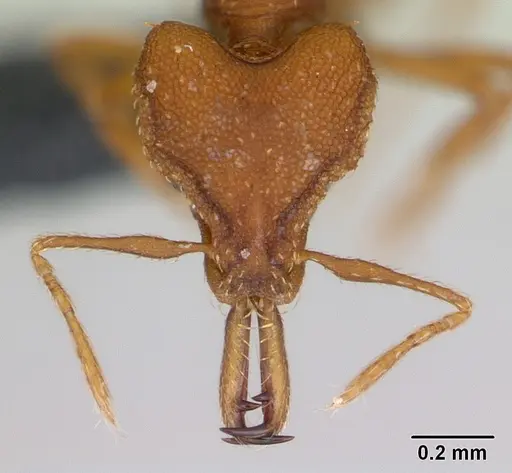 Strumigenys admixta specimen CASENT0069921 image casent0069921_2