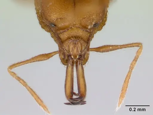 Strumigenys admixta specimen CASENT0069921 image casent0069921_3