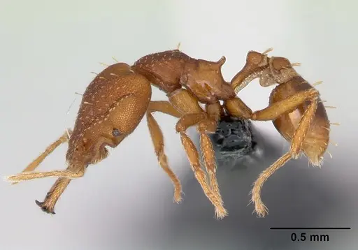 Strumigenys admixta specimen CASENT0069921 image casent0069921_4