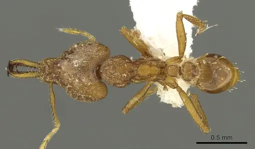 Strumigenys admixta specimen CASENT0900702 image casent0900702_1