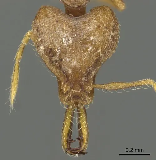 Strumigenys admixta specimen CASENT0900702 image casent0900702_2