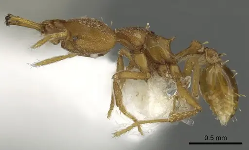 Strumigenys admixta specimen CASENT0900702 image casent0900702_3