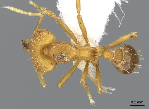 Strumigenys admixta specimen CASENT0914760 image casent0914760_1