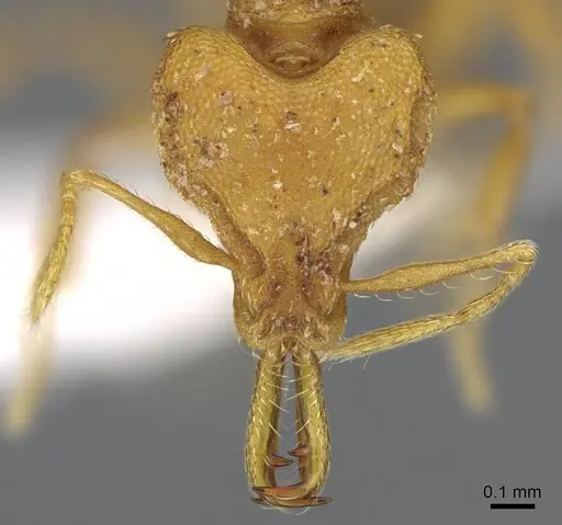 Strumigenys admixta specimen CASENT0914760 image casent0914760_2