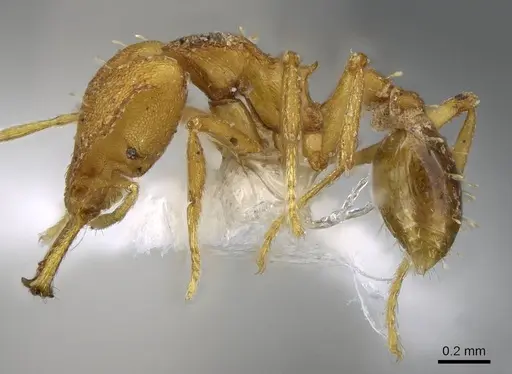 Strumigenys admixta specimen CASENT0914760 image casent0914760_3