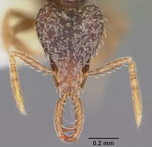Strumigenys adrasora specimen CASENT0102628 image casent0102628_2