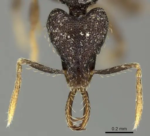 Strumigenys adrasora specimen CASENT0235713 image casent0235713_2