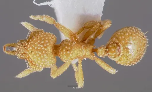 Strumigenys adsita specimen CASENT0003246 image casent0003246_1