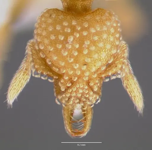 Strumigenys adsita specimen CASENT0003246 image casent0003246_2