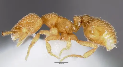 Strumigenys adsita specimen CASENT0003246 image casent0003246_3