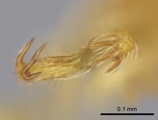 Strumigenys adsita specimen CASENT0003283 image casent0003283_1