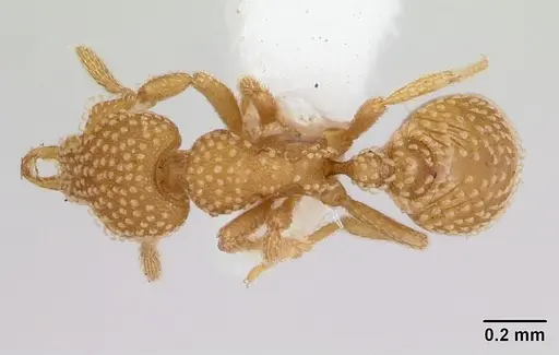 Strumigenys adsita specimen CASENT0005472 image casent0005472_1