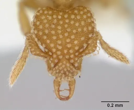 Strumigenys adsita specimen CASENT0005472 image casent0005472_2