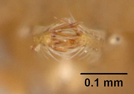 Strumigenys adsita specimen CASENT0005472 image casent0005472_3