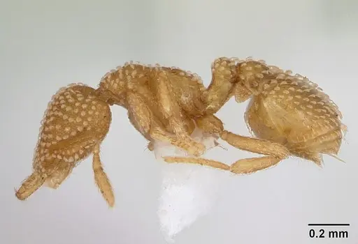 Strumigenys adsita specimen CASENT0005472 image casent0005472_4
