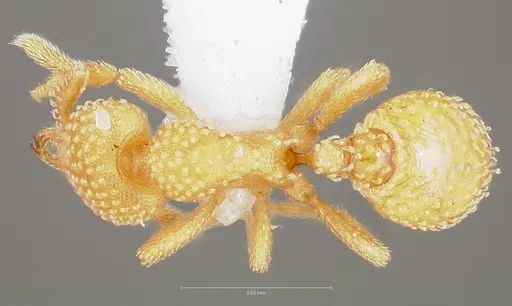 Strumigenys adsita specimen CASENT0005473 image casent0005473_1