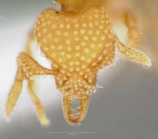 Strumigenys adsita specimen CASENT0005473 image casent0005473_2