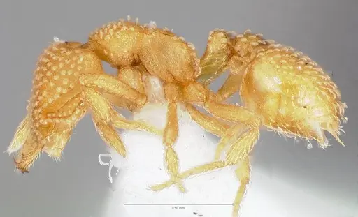 Strumigenys adsita specimen CASENT0005473 image casent0005473_3